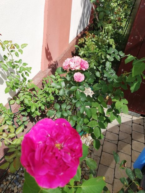  - Gradina vara 2022