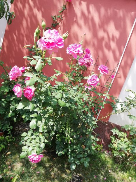  - Gradina vara 2022