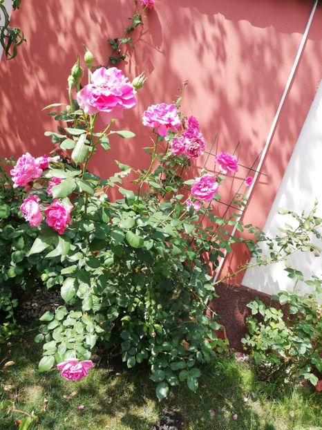  - Gradina vara 2022