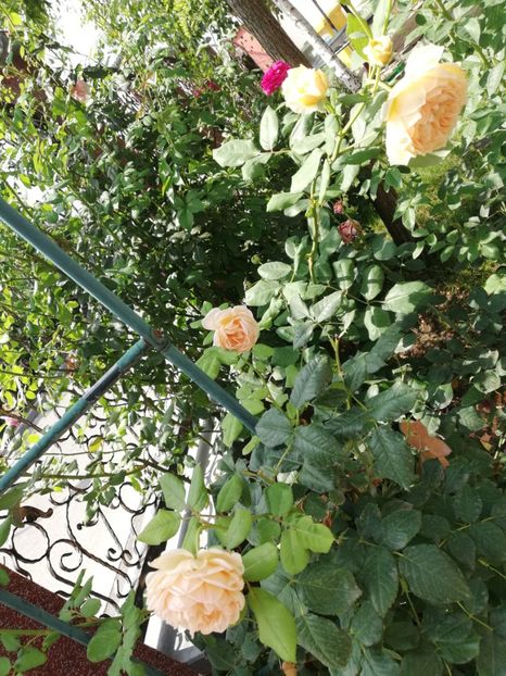  - Gradina vara 2022