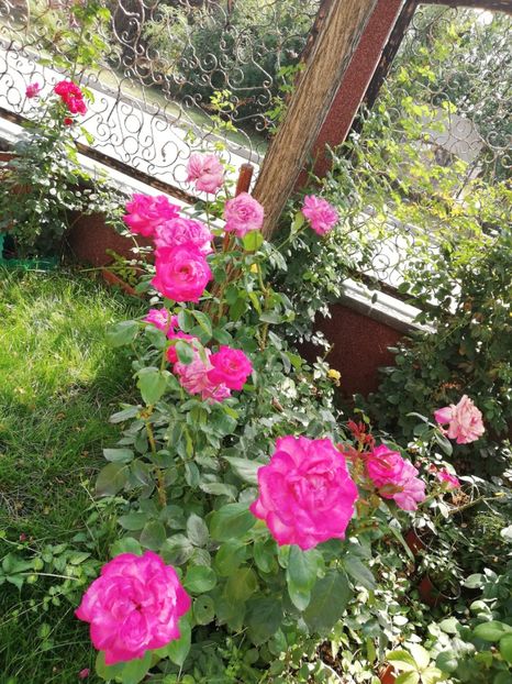  - Gradina vara 2022