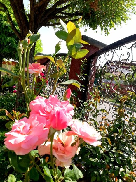  - Gradina vara 2022