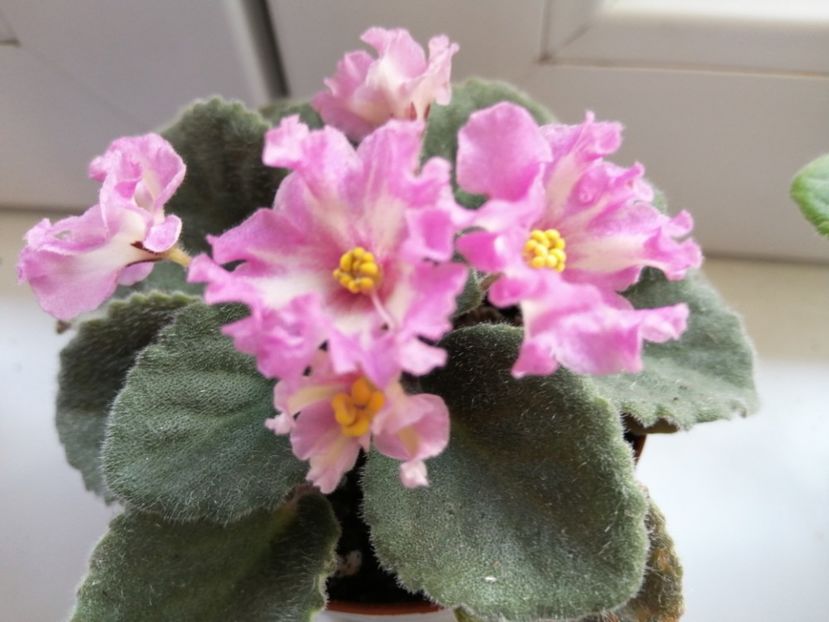  - Lik mif i Real nost