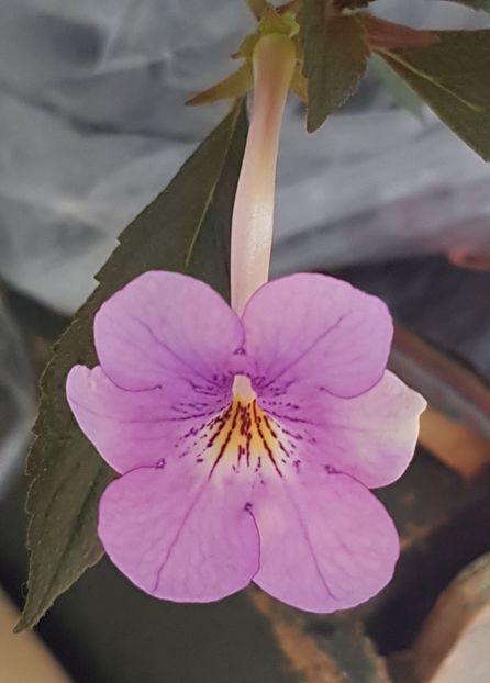 Dot - Achimenes 2022