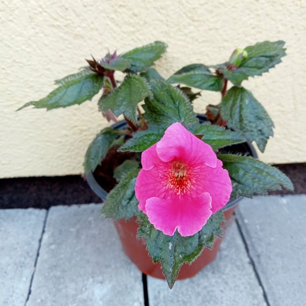 Arletta Pink - 0 - 2022