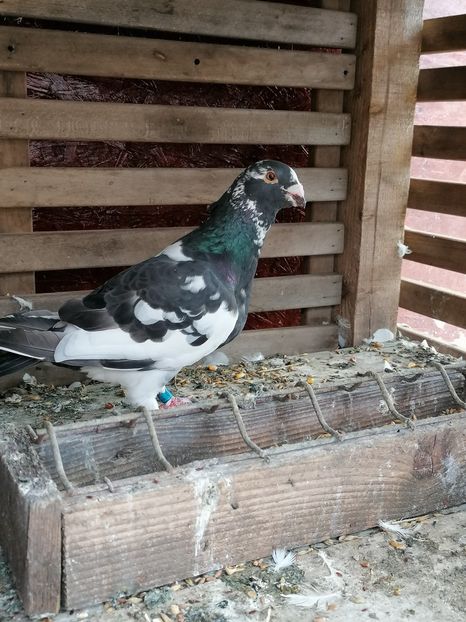  - Porumbei august 2022