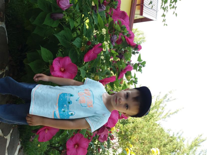  - A FLORILE LUI MATEUTU ----------------