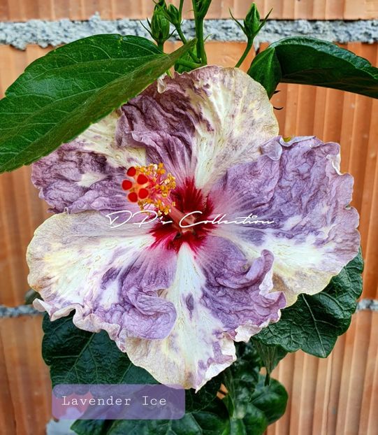  - Lavender Ice