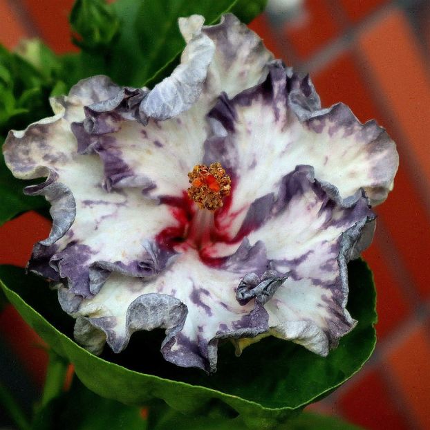  - Formosa Autumn Forest Night Light