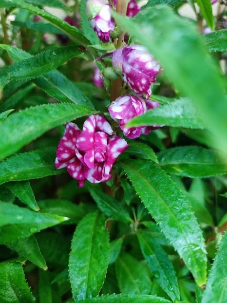 Balsamine - 0 0 2022