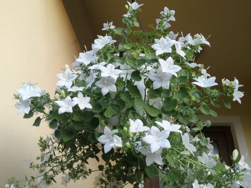  - Campanula