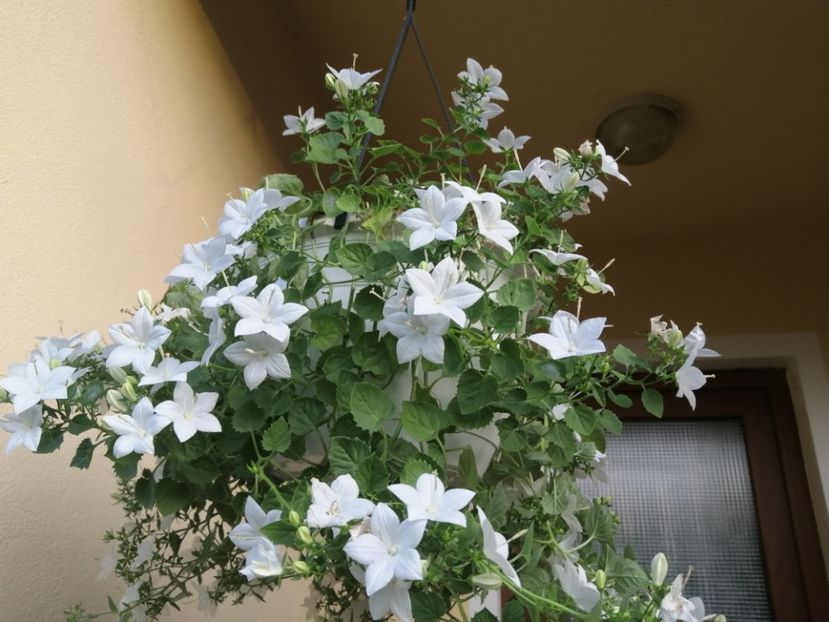  - Campanula