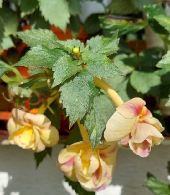  - RFs TROPICANA 2