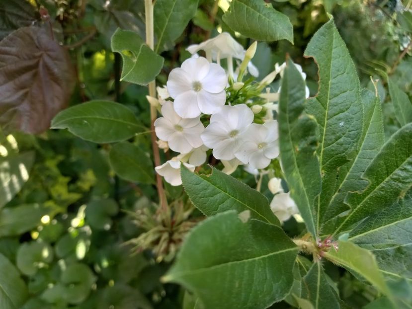 Phlox "David" - Grădina 2022 continuare 3