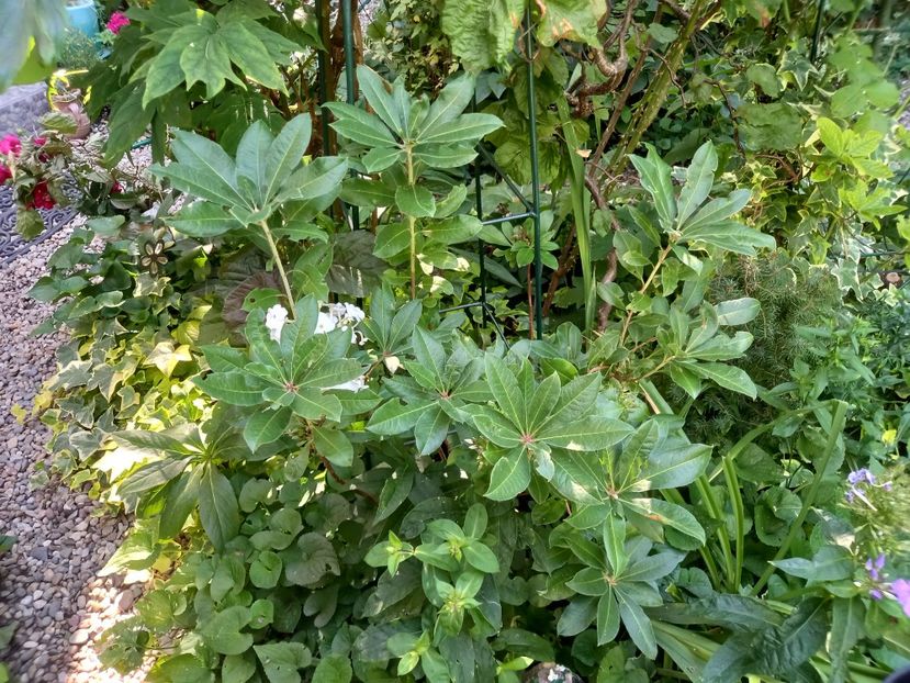  - Grădina 2022 continuare 3