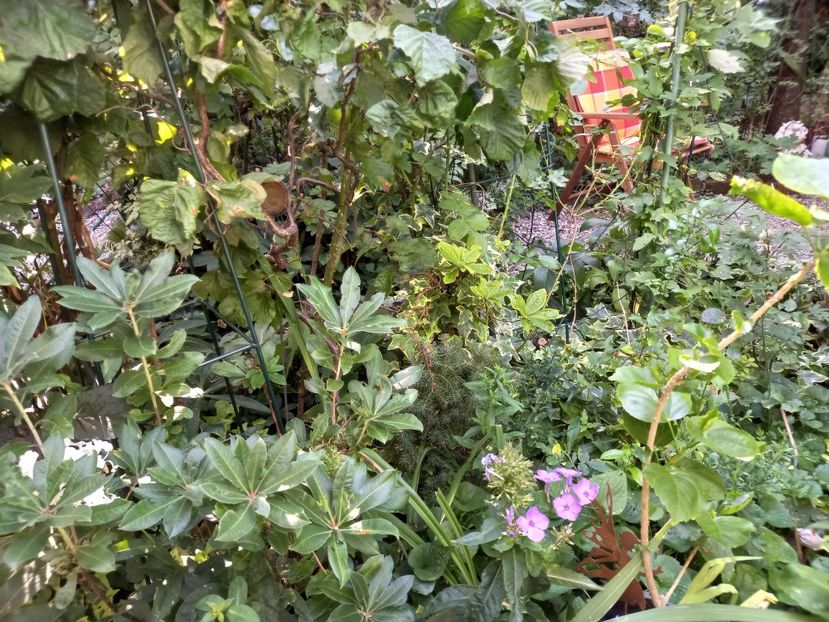  - Grădina 2022 continuare 3