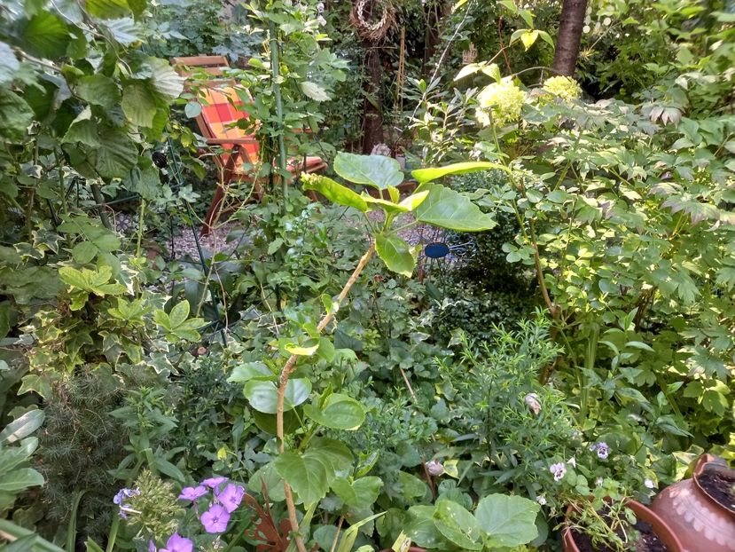  - Grădina 2022 continuare 3