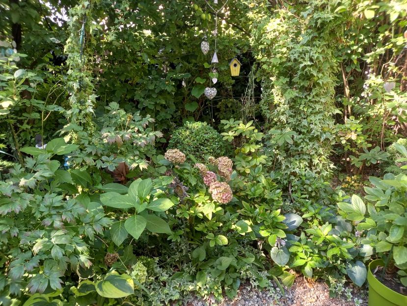  - Grădina 2022 continuare 3