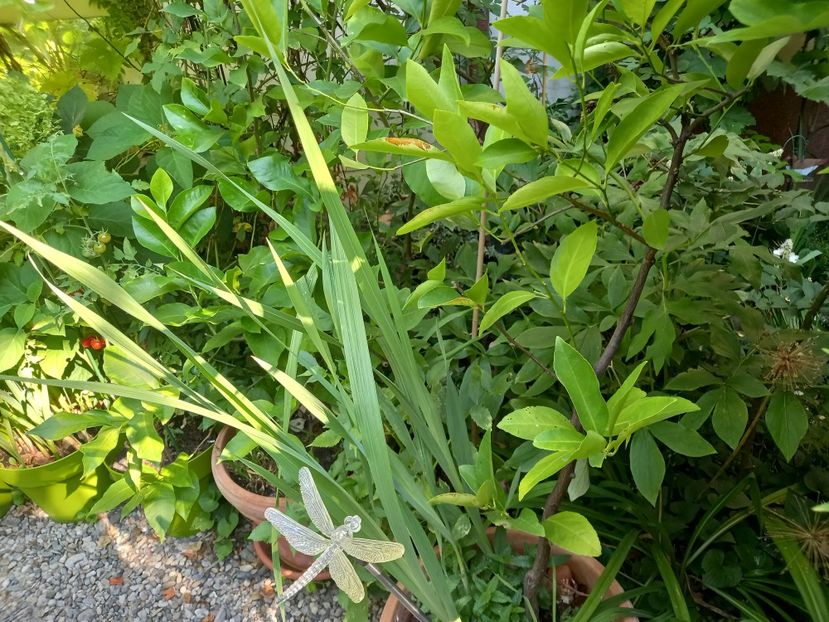  - Grădina 2022 continuare 3