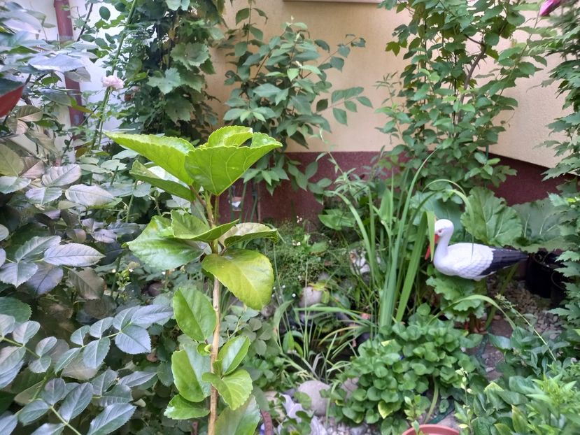  - Grădina 2022 continuare 3