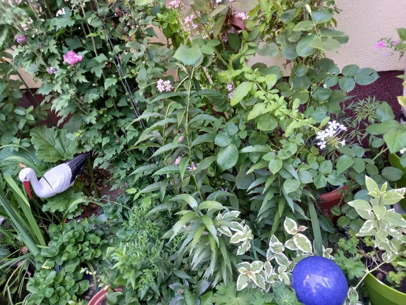  - Grădina 2022 continuare 3