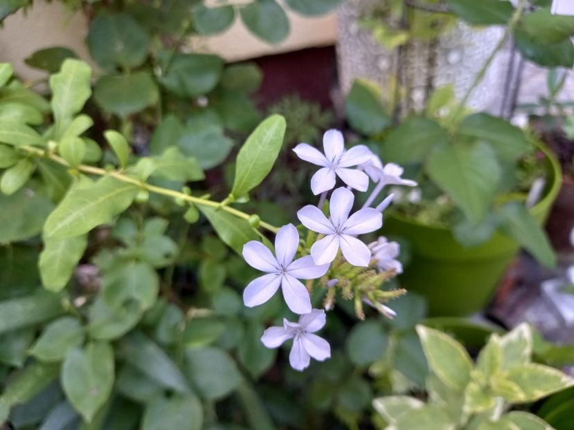 Plumbago - Grădina 2022 continuare 3