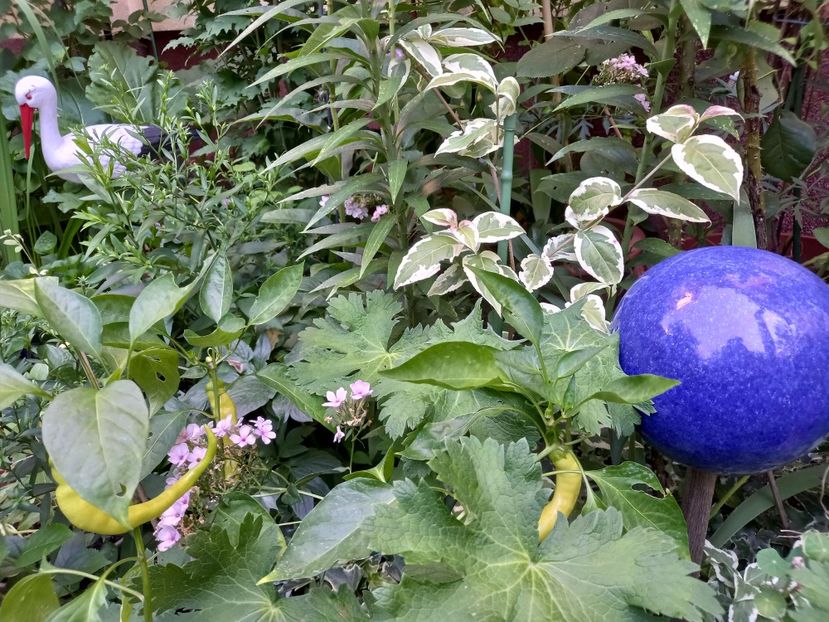  - Grădina 2022 continuare 3