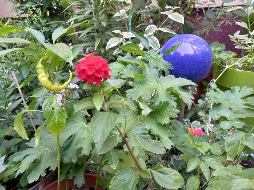 Lantana - Grădina 2022 continuare 3