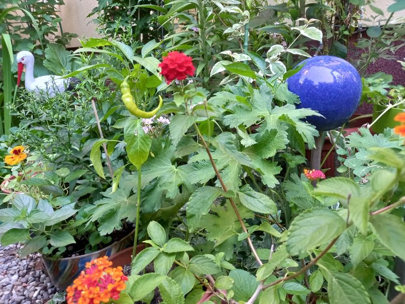  - Grădina 2022 continuare 3