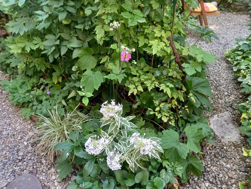  - Grădina 2022 continuare 3