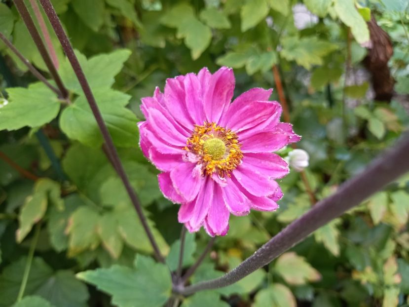 Pamina - Grădina 2022 continuare 3