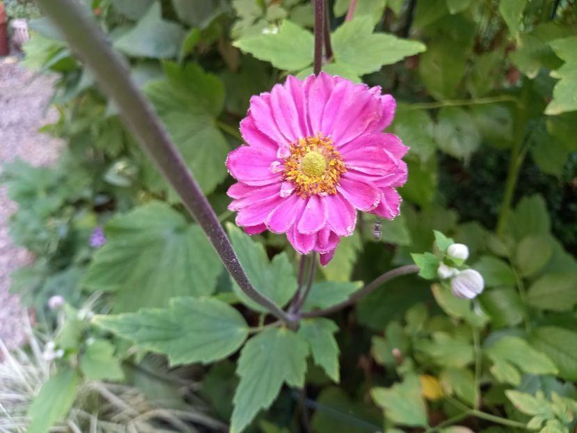  - Grădina 2022 continuare 3