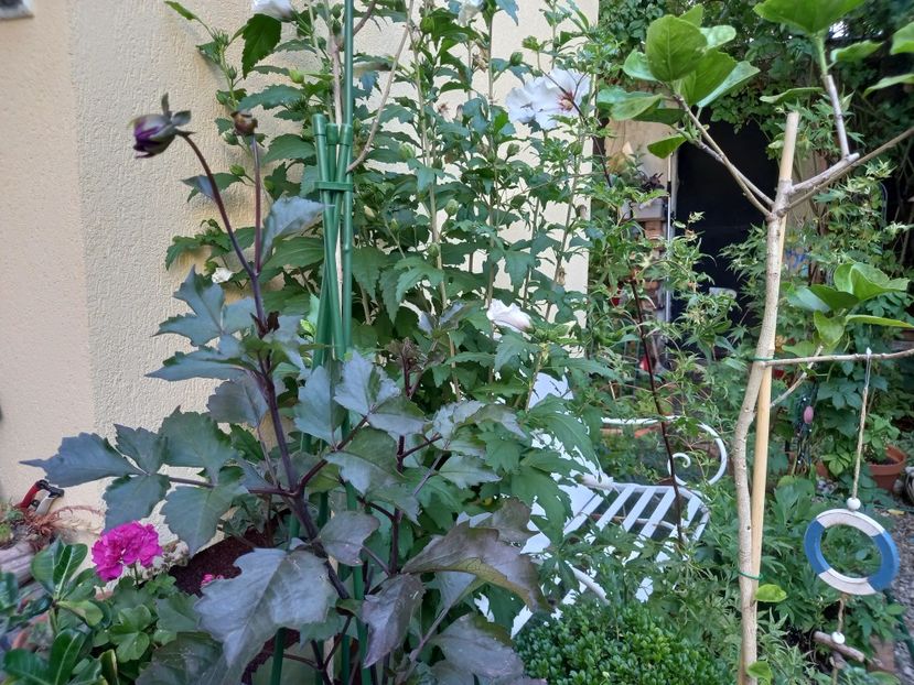  - Grădina 2022 continuare 3