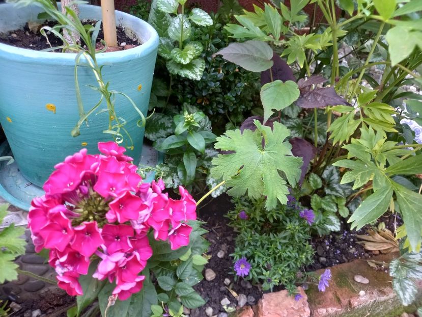  - Grădina 2022 continuare 3