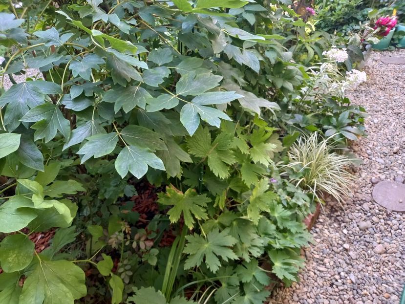  - Grădina 2022 continuare 3