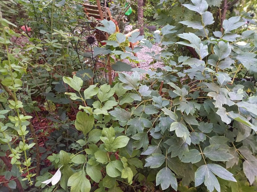  - Grădina 2022 continuare 3