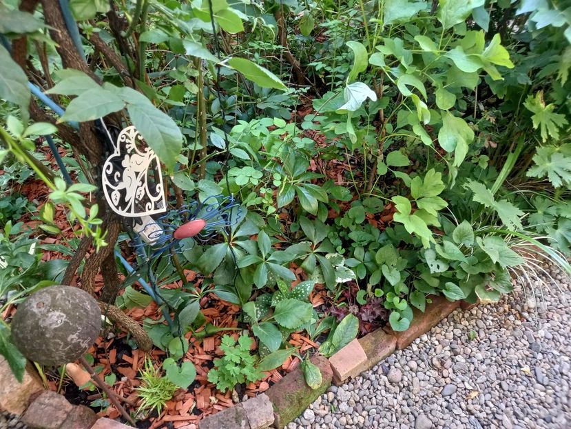  - Grădina 2022 continuare 3