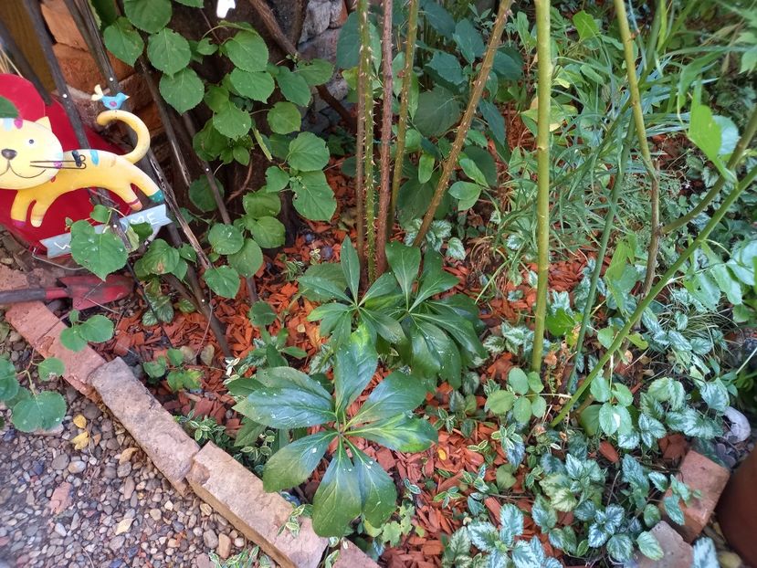  - Grădina 2022 continuare 3