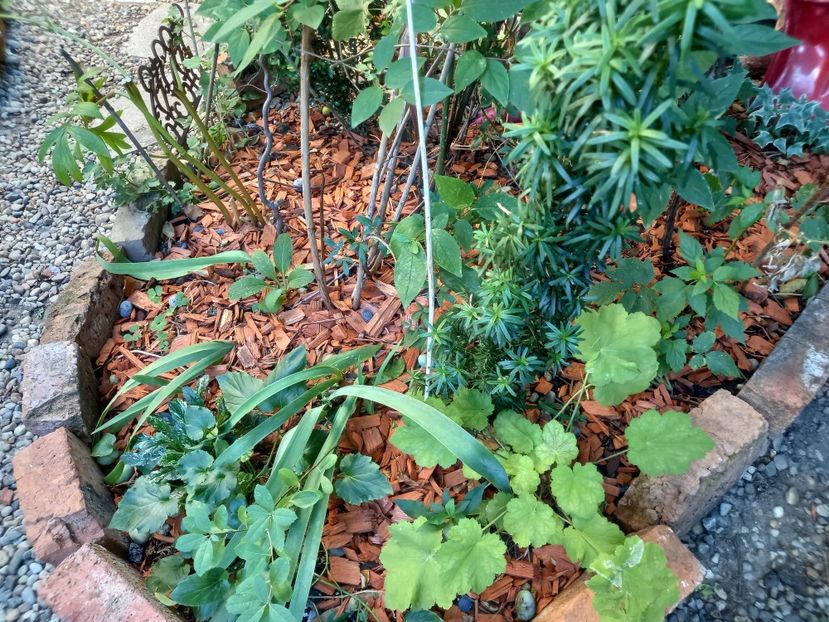  - Grădina 2022 continuare 3