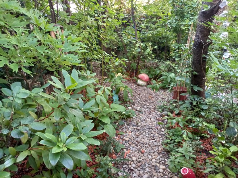 Aleea cu rhododendroni - Grădina 2022 continuare 3