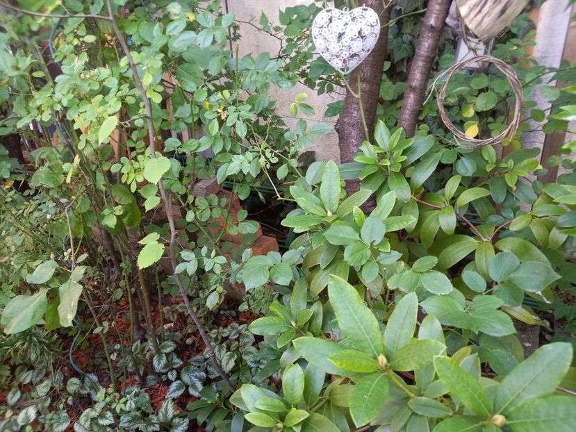  - Grădina 2022 continuare 3