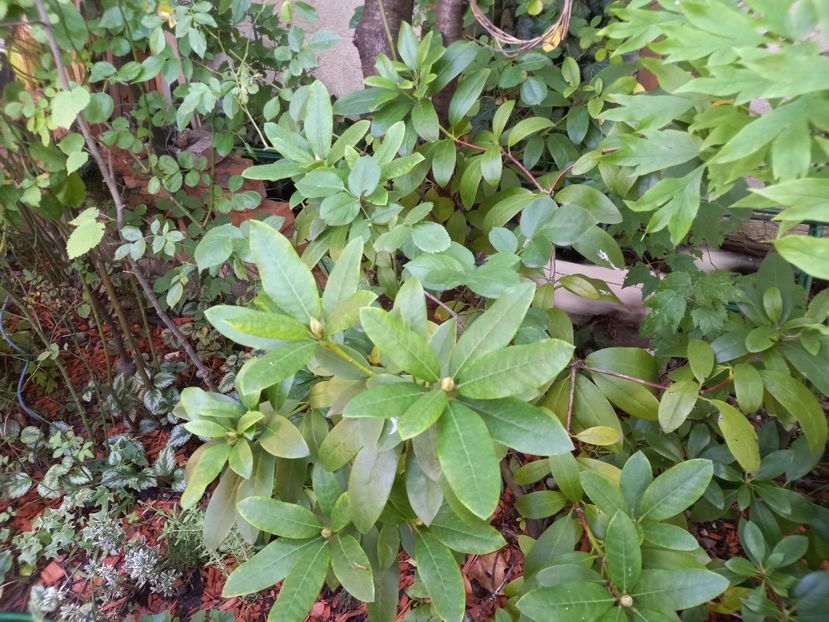  - Grădina 2022 continuare 3