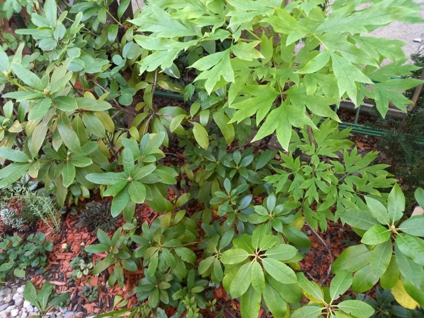  - Grădina 2022 continuare 3