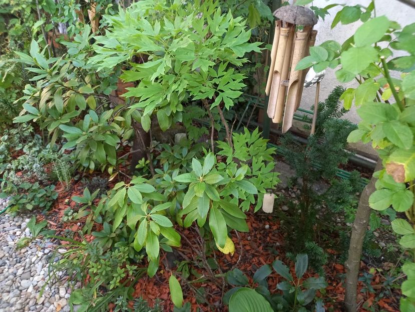  - Grădina 2022 continuare 3