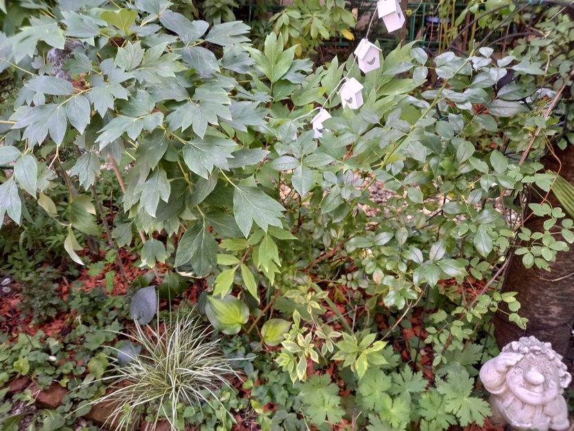  - Grădina 2022 continuare 3