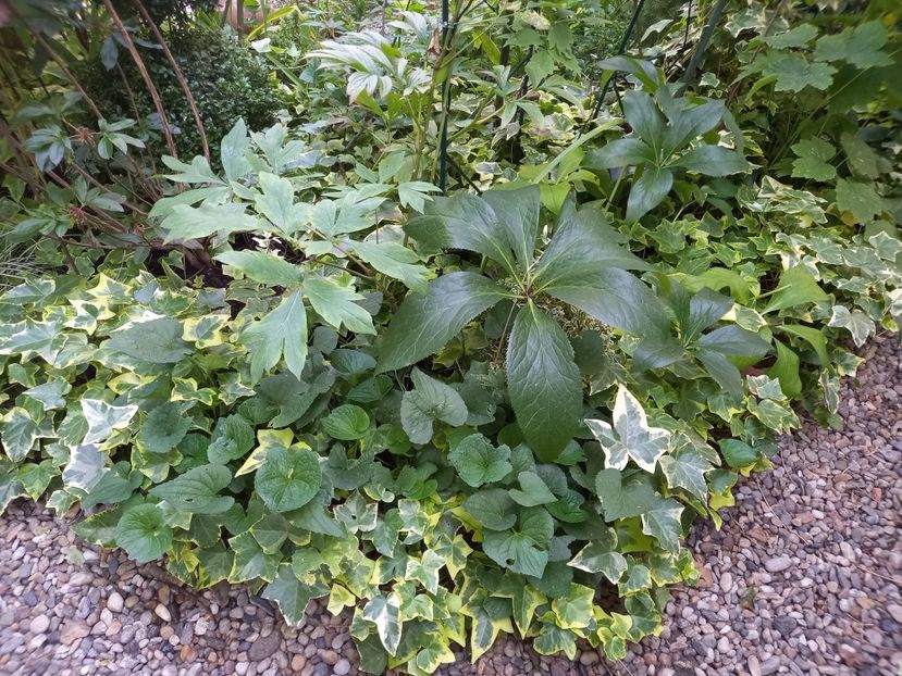  - Grădina 2022 continuare 3