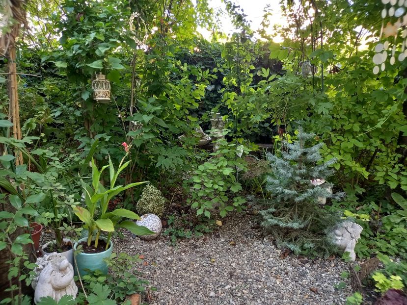  - Grădina 2022 continuare 3