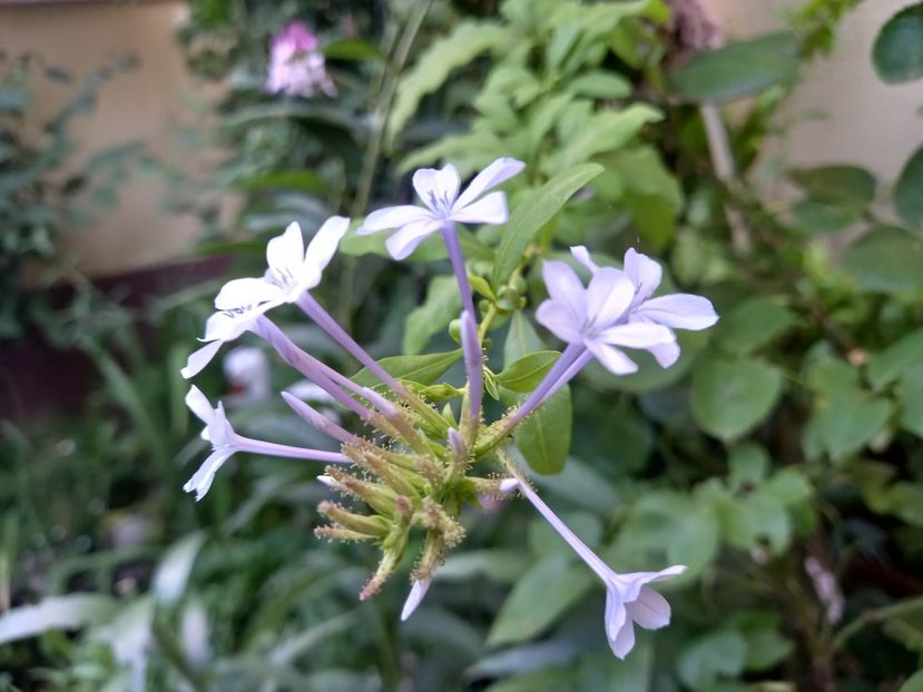  - Grădina 2022 continuare 3