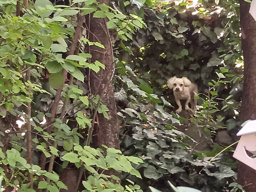  - Grădina 2022 continuare 3