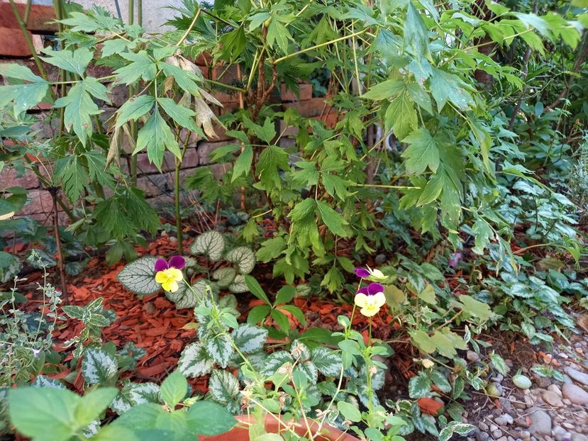  - Grădina 2022 continuare 3